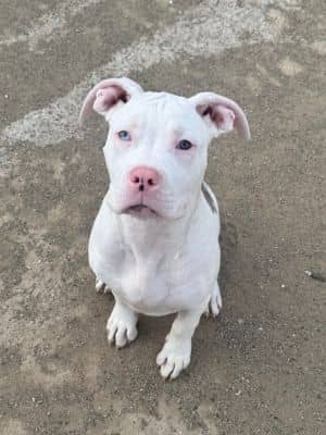 Penelope