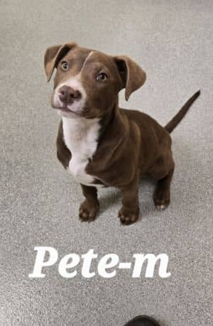 Pete