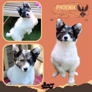 Phoenix (Puppy)