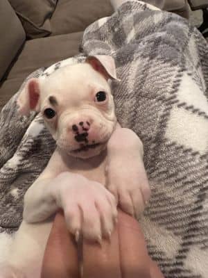 Pibbles