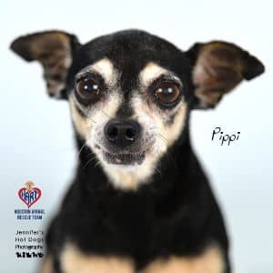 Pippi
