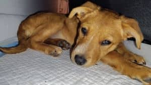 Pluto (Puppy 8)