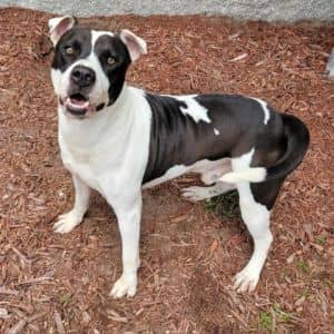 Pongo