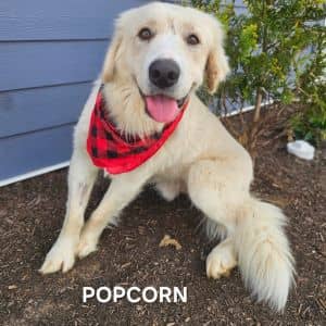 Popcorn