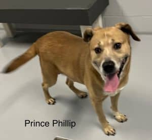 Prince Phillip