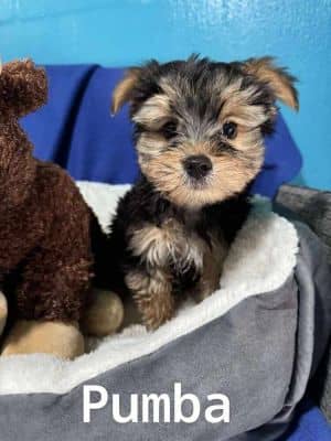 Pumba ***FOSTER HOME***