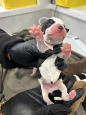 Puppy 5