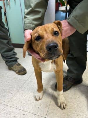 Pyramid- Adoptable Awaiting S/N