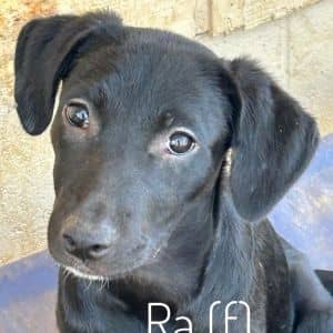 Ra