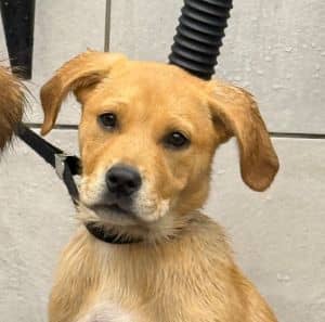 Ramona