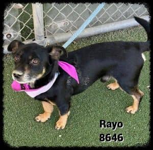 Rayo (309)