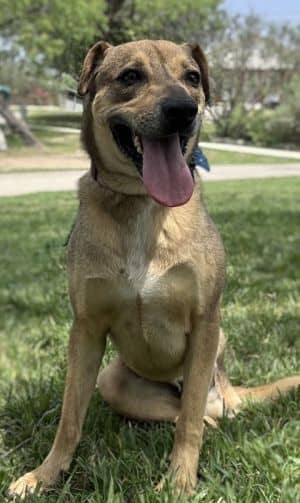 Rex