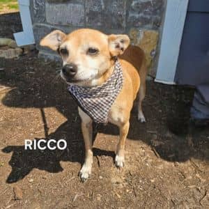 Ricco