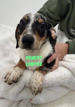 Robert LOWpez