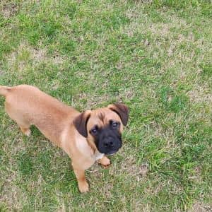 Rosco