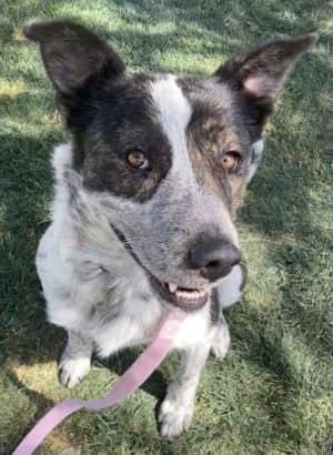 Rosie