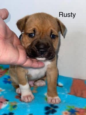 Rusty