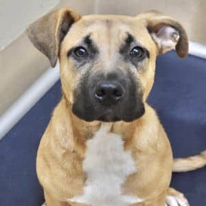 SADIE (puppy) - ECAS