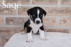 Sage