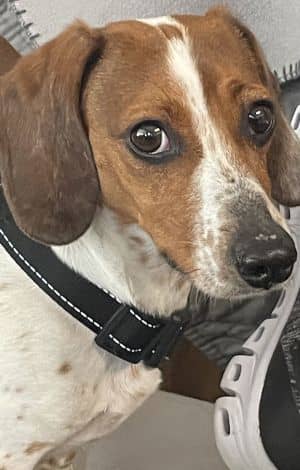 Salami a/k/a Mr. Speckle Paws