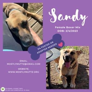 Sandy