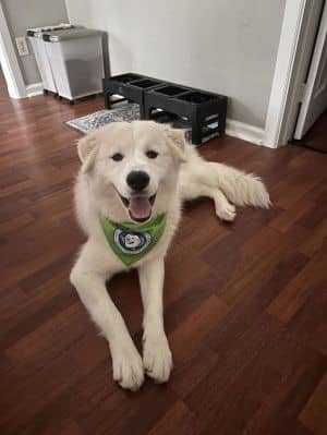 Scout