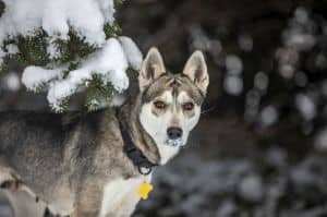 Siberia