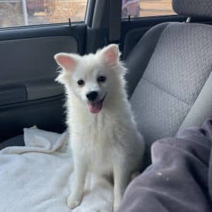 Sitka