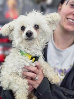 Snowball (bonded with Jazz)