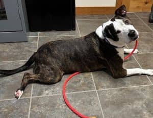 SONNIE - $0 Adoption Fee!