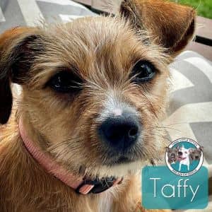 Taffy Town