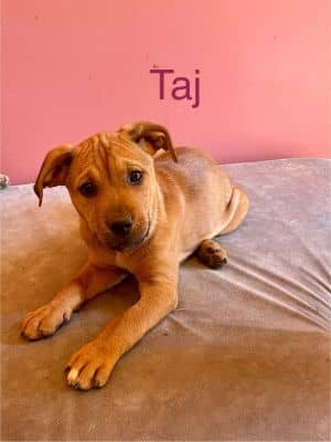 Taj