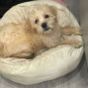 Teddy