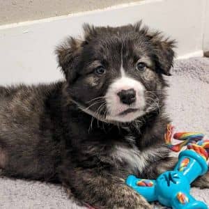 Bear aka Toast