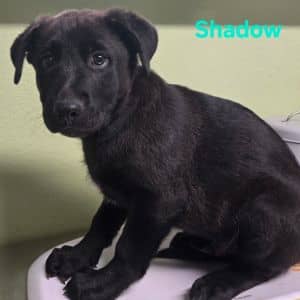 Shadow