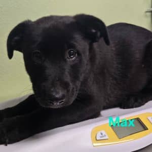 Max